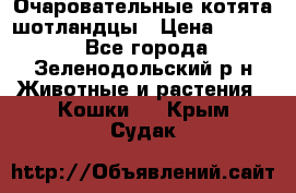 Очаровательные котята шотландцы › Цена ­ 2 000 - Все города, Зеленодольский р-н Животные и растения » Кошки   . Крым,Судак